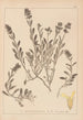 Herbier de la flore française Pl0873 - Louis Antoine Cusin — weergave van het kunstwerk