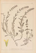 Herbier de la flore française Pl0874 - Louis Antoine Cusin — weergave van het kunstwerk