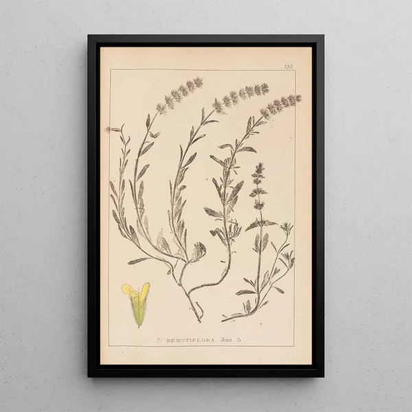 Louis Antoine Cusin - Herbier de la flore franaise Pl0874.webp