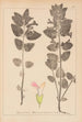 Herbier de la flore française Pl0878 - Louis Antoine Cusin — weergave van het kunstwerk