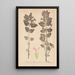 Herbier de la flore française Pl0878 - Louis Antoine Cusin — ingelijst kunstwerk aan de muur