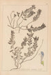 Herbier de la flore française Pl0879 - Louis Antoine Cusin — weergave van het kunstwerk