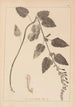 Herbier de la flore française Pl0880 - Louis Antoine Cusin — weergave van het kunstwerk