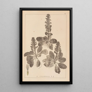 Louis Antoine Cusin - Herbier de la flore franaise Pl0895.webp