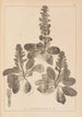 Herbier de la flore française Pl0895 - Louis Antoine Cusin — weergave van het kunstwerk