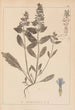 Herbier de la flore française Pl0896 - Louis Antoine Cusin — weergave van het kunstwerk