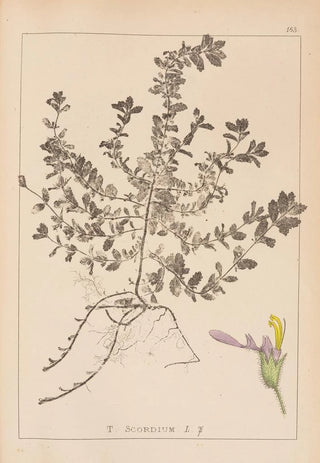 Louis Antoine Cusin - Herbier de la flore franaise Pl0903.webp