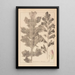 Herbier de la flore française Pl0916 - Louis Antoine Cusin — ingelijst kunstwerk aan de muur