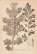 Herbier de la flore française Pl0916 - Louis Antoine Cusin — weergave van het kunstwerk