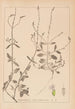 Herbier de la flore française Pl0917 - Louis Antoine Cusin — weergave van het kunstwerk