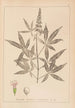 Herbier de la flore française Pl0918 - Louis Antoine Cusin — weergave van het kunstwerk