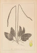Herbier de la flore française Pl0922 - Louis Antoine Cusin — weergave van het kunstwerk