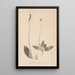 Herbier de la flore française Pl0924 - Louis Antoine Cusin — ingelijst kunstwerk aan de muur