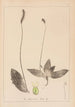 Herbier de la flore française Pl0924 - Louis Antoine Cusin — weergave van het kunstwerk
