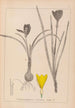 Herbier de la flore française Pl0958 - Louis Antoine Cusin — weergave van het kunstwerk