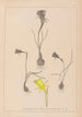 Herbier de la flore française Pl0959 - Louis Antoine Cusin — weergave van het kunstwerk