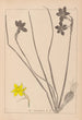 Herbier de la flore française Pl0970 - Louis Antoine Cusin — weergave van het kunstwerk