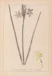 Herbier de la flore française Pl0972 - Louis Antoine Cusin — weergave van het kunstwerk