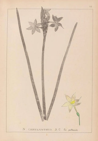 Louis Antoine Cusin - Herbier de la flore franaise Pl0972.webp