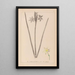 Herbier de la flore française Pl0972 - Louis Antoine Cusin — ingelijst kunstwerk aan de muur