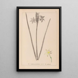 Louis Antoine Cusin - Herbier de la flore franaise Pl0972.webp