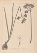 Herbier de la flore française Pl0975 - Louis Antoine Cusin — weergave van het kunstwerk