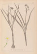 Herbier de la flore française Pl0976 - Louis Antoine Cusin — weergave van het kunstwerk