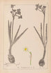 Herbier de la flore française Pl0977 - Louis Antoine Cusin — weergave van het kunstwerk