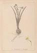 Herbier de la flore française Pl0978 - Louis Antoine Cusin — weergave van het kunstwerk