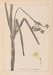 Herbier de la flore française Pl0979 - Louis Antoine Cusin — weergave van het kunstwerk