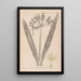Herbier de la flore française Pl0980 - Louis Antoine Cusin — ingelijst kunstwerk aan de muur