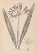 Herbier de la flore française Pl0980 - Louis Antoine Cusin — weergave van het kunstwerk