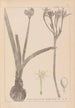 Herbier de la flore française Pl0981 - Louis Antoine Cusin — weergave van het kunstwerk