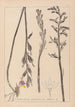 Herbier de la flore française Pl0982 - Louis Antoine Cusin — weergave van het kunstwerk