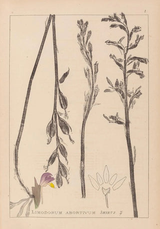 Louis Antoine Cusin - Herbier de la flore franaise Pl0982.webp
