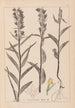 Herbier de la flore française Pl0984 - Louis Antoine Cusin — weergave van het kunstwerk