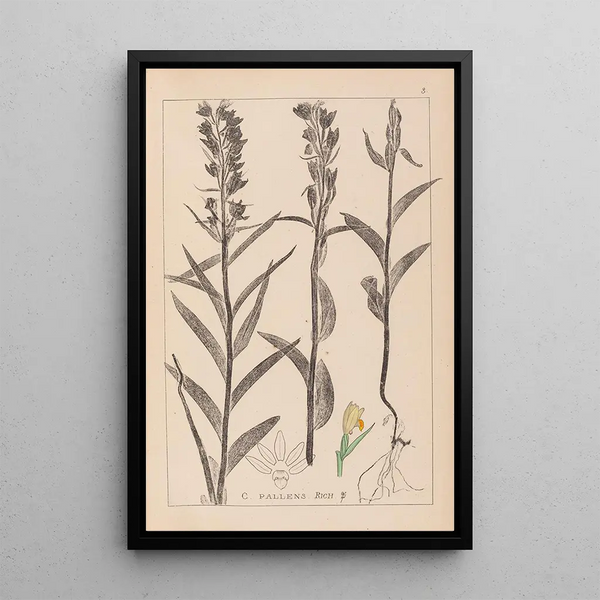 Louis Antoine Cusin - Herbier de la flore franaise Pl0984.webp