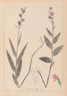 Herbier de la flore française Pl0985 - Louis Antoine Cusin — weergave van het kunstwerk