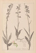 Herbier de la flore française Pl0986 - Louis Antoine Cusin — weergave van het kunstwerk