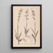 Herbier de la flore française Pl0986 - Louis Antoine Cusin — ingelijst kunstwerk aan de muur