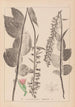 Herbier de la flore française Pl0987 - Louis Antoine Cusin — weergave van het kunstwerk