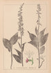 Herbier de la flore française Pl0988 - Louis Antoine Cusin — weergave van het kunstwerk