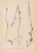 Herbier de la flore française Pl0989 - Louis Antoine Cusin — weergave van het kunstwerk
