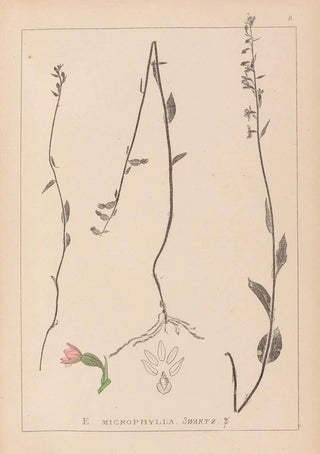 Louis Antoine Cusin - Herbier de la flore franaise Pl0989.webp