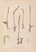 Herbier de la flore française Pl0994 - Louis Antoine Cusin — weergave van het kunstwerk