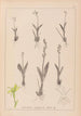 Herbier de la flore française Pl0997 - Louis Antoine Cusin — weergave van het kunstwerk