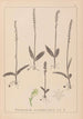 Herbier de la flore française Pl1000 - Louis Antoine Cusin — weergave van het kunstwerk
