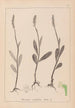 Herbier de la flore française Pl1001 - Louis Antoine Cusin — weergave van het kunstwerk