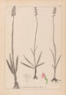 Herbier de la flore française Pl1003 - Louis Antoine Cusin — weergave van het kunstwerk