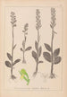 Herbier de la flore française Pl1004 - Louis Antoine Cusin — weergave van het kunstwerk